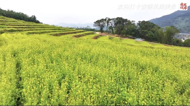 梯田油菜花盛放。 來源:云城發布 梯田油菜花盛放。 來源:云城發布