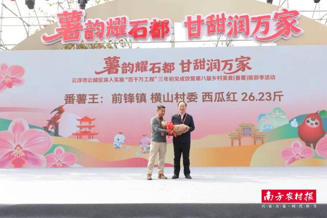 前锋镇横山村委选送的西瓜红番薯，重达26.23斤，问鼎2025年“番薯王”。