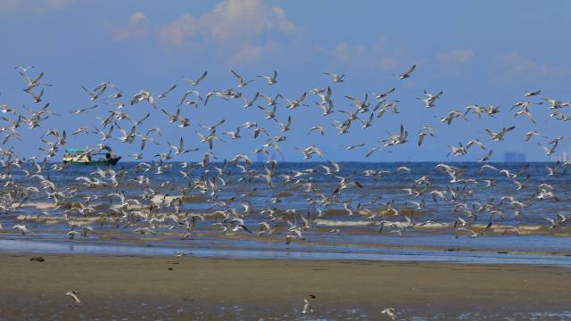 湛江候鸟群(程立摄) 湛江候鸟群(程立摄)
