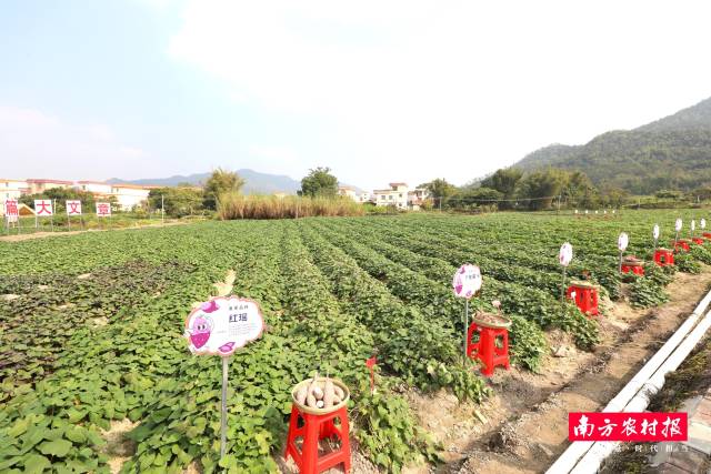 前锋镇甘薯栽培示范基地。 前锋镇甘薯栽培示范基地。