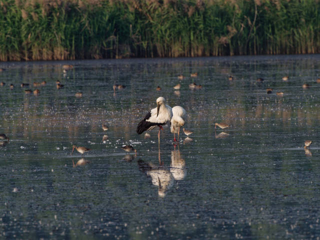 东方白鹳-南沙湿地-周智鑫 东方白鹳-南沙湿地-周智鑫