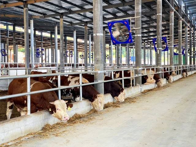 清远禾云牧场。图片来源：清远发布