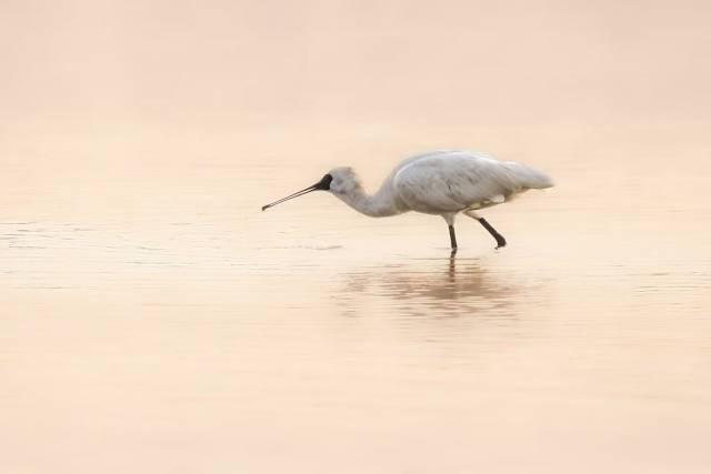 广州市南沙湿地公园观测到的黑脸琵鹭(区干摄) 广州市南沙湿地公园观测到的黑脸琵鹭(区干摄)