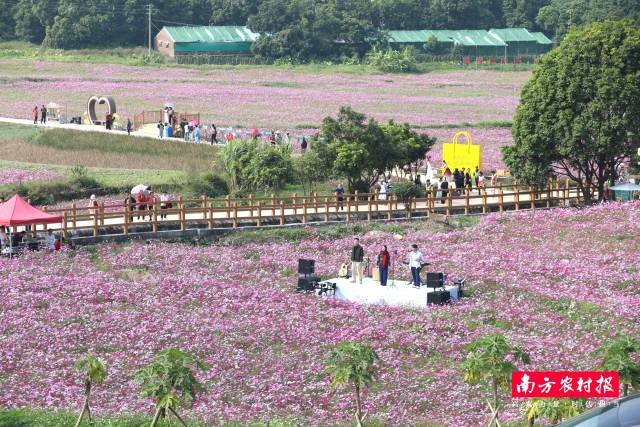 格桑花海吸引了许多游人打卡。 格桑花海吸引了许多游人打卡。