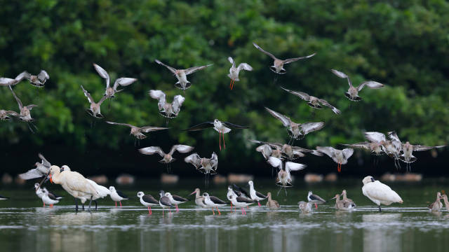 广州市南沙湿地候鸟 广州市南沙湿地候鸟
