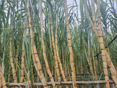 “蔗”甜！茂名滨海新区新塘村40余亩果蔗迎丰收