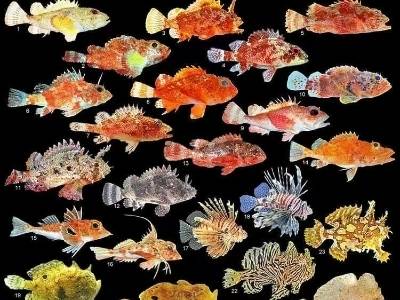 周末约起来！“广州观赏鱼进万家”首场活动全攻略（建议收藏）