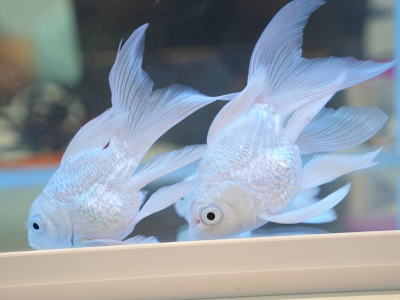 本周日约定你！“广州观赏鱼进万家”首场活动即将亮相