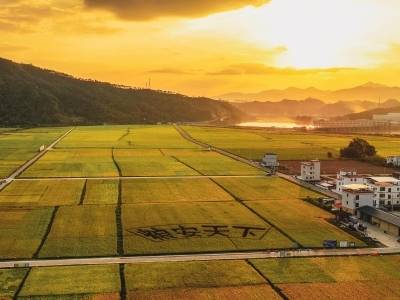 “稻梦工坊”把创业梦想“种”在柳城大地 | 乡村创客东源秀⑩