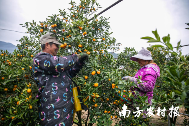 融安金桔进入丰收季。