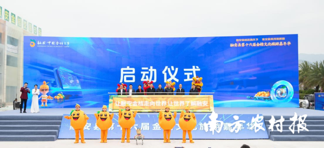 “融安金桔王”出炉！融安县第十六届金桔文化旅游嘉年华启幕