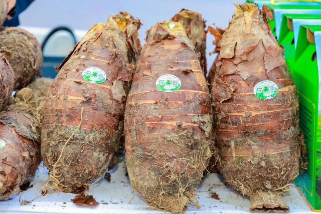 每一个荔浦芋都带有防伪标签。