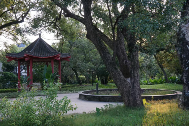 桂南村香樟林。（邓宝盈 摄）