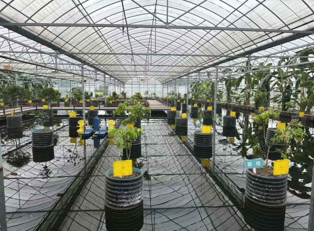 沪滇协同发展合作-上海首个精品咖啡品种示范园