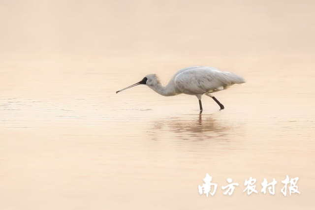 广州南沙湿地公园观测到的黑脸琵鹭。区干 摄