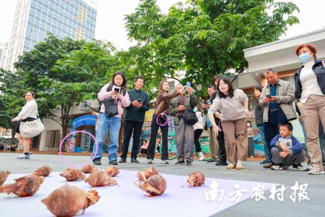 南方农村报 王富迪 拍摄