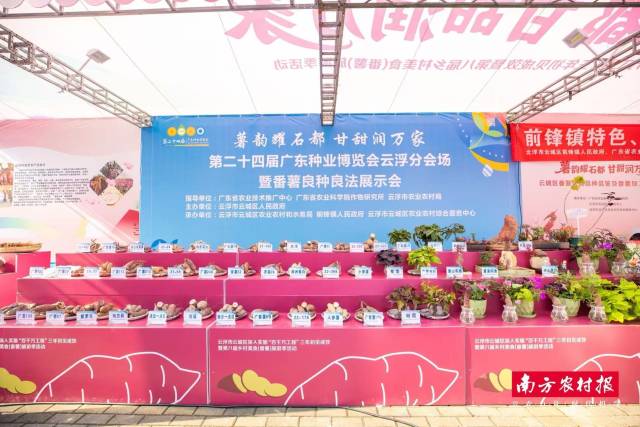 第二十四届广东种业博览会云城分会场暨番薯良种良法展示会