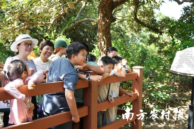 坝光自然学校开展古树保护活动。