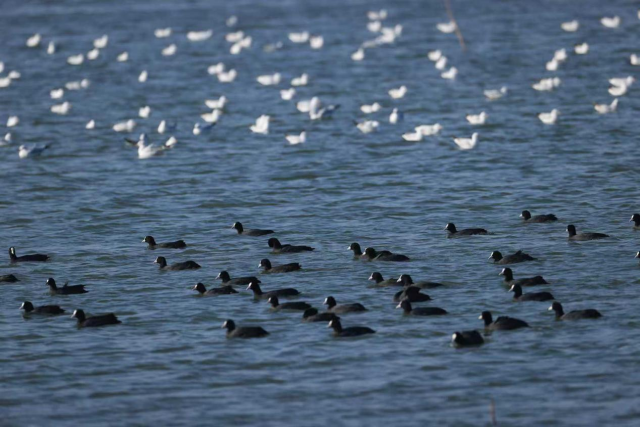 翠亨国家湿地公园内的鸟类数量从52种增加至136种。（受访者供图）