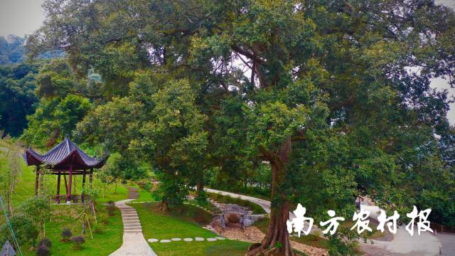 韶关仁化红椎古树公园