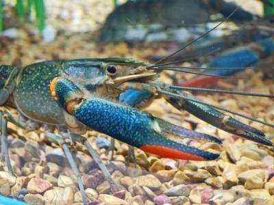 大湾区科学论坛游出的“致富虾”，今年又回到现场