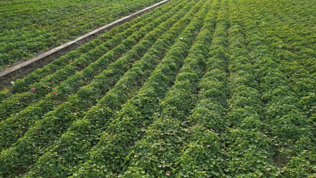 最全参会指南！2025广东薯业全产业链合作大会来了