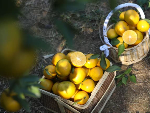 南方农村报 王富迪 拍摄