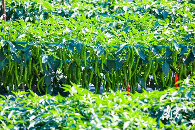 辣椒品种是广东种博会的“王牌”展示，每年都有几十个辣椒品种从广东种博会走向市场。