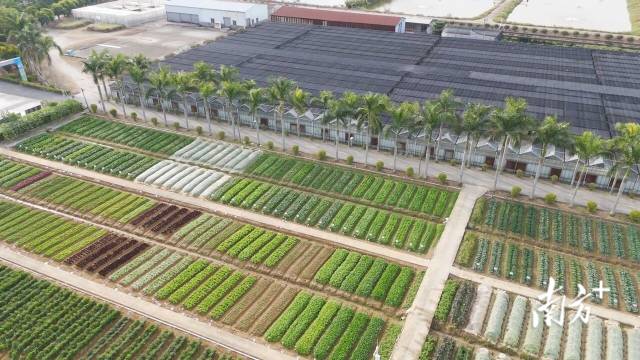 740个新品种亮相，佛山分会场聚力打造“都市小菜园”。