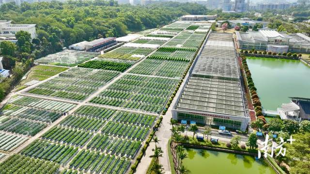 柯木塱地展是业内人熟知的“王牌地展”，每年展示品种6000余个，辣椒品种占比近三分之一。