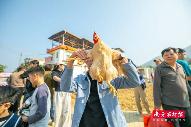 捉鸡游戏还原了充满野趣的乡村生活场景。