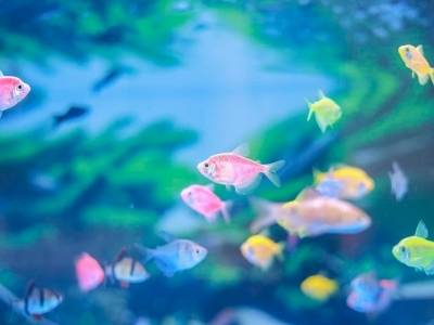 观赏鱼“游”进广州番禺，市民尽享缤纷周末