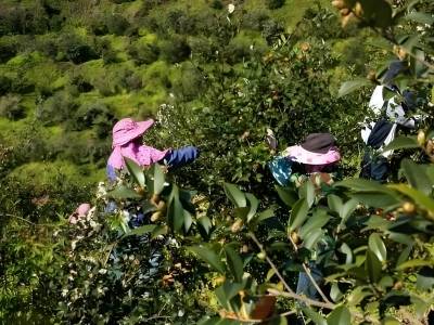 云借粤风翔——粤桂协作为凌云插上腾飞的翅膀（节选）｜粤桂协作好故事