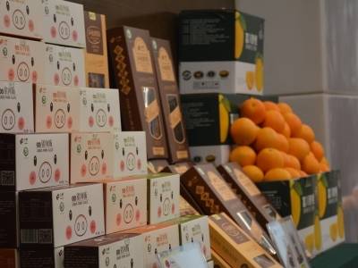 山风海雨润田东（节选）｜粤桂协作好故事