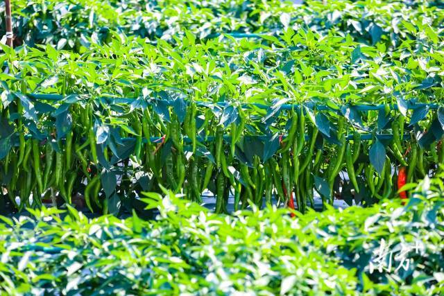 辣椒品种是广东种博会的“王牌”展示，每年都有几十个辣椒品种从广东种博会走向市场。