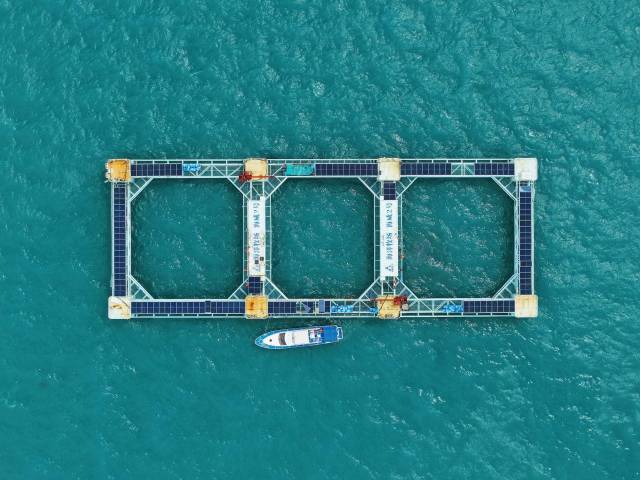 湛江海域上，“海威2号”海洋牧场，一年四季鱼获不断。