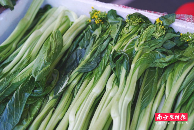 鲜嫩可口的连州菜心。