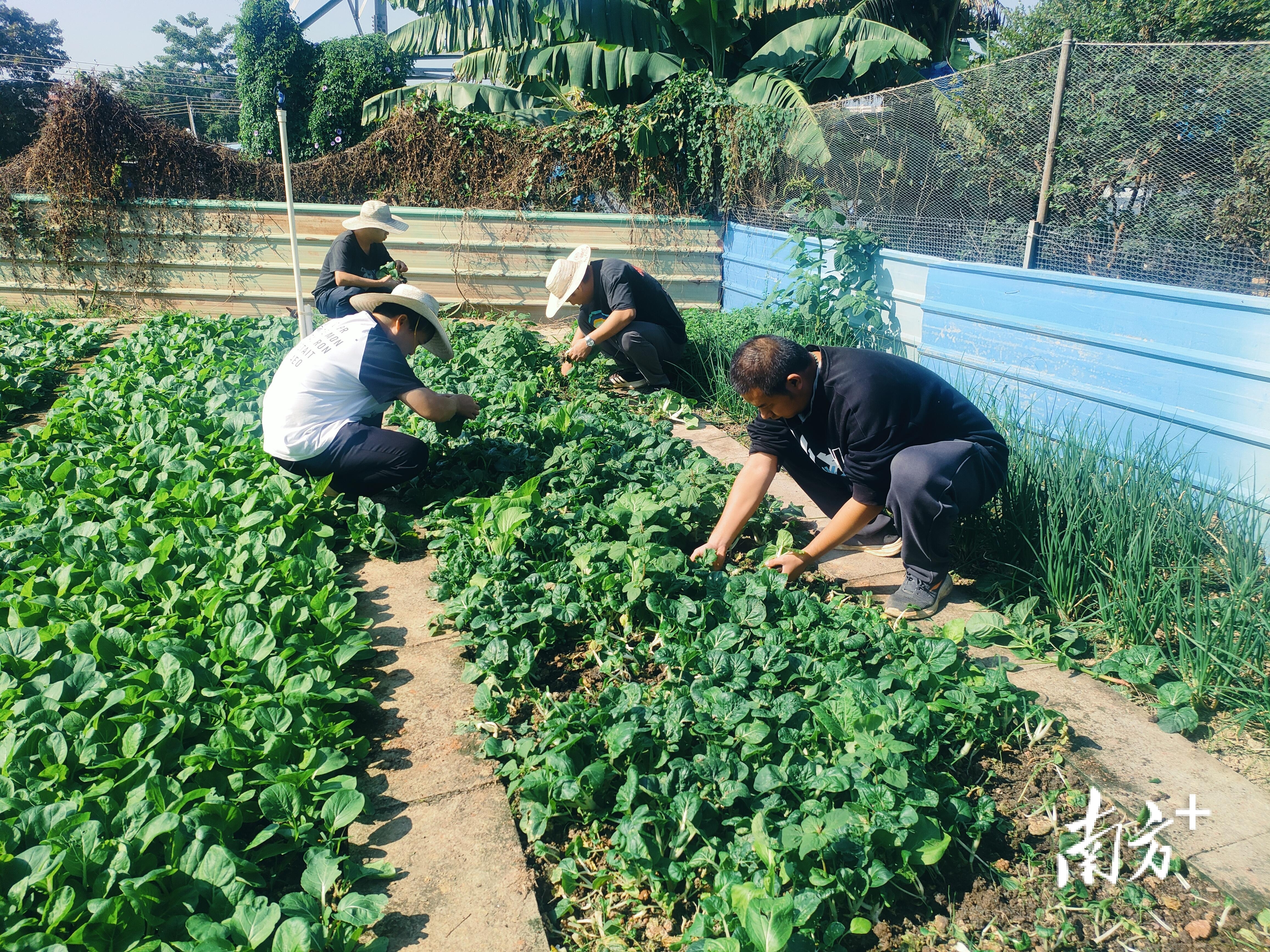 “种植+养殖”促康园中心“农疗”基地起飞。 芦苞镇 供图 “种植+养殖”促康园中心“农疗”基地起飞。 芦苞镇 供图