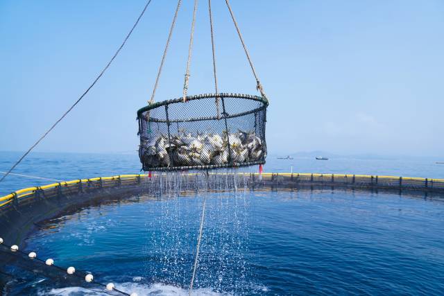 近年来，广东海洋育种的发展，助推海洋牧场高质量发展。（柯学潜 摄）