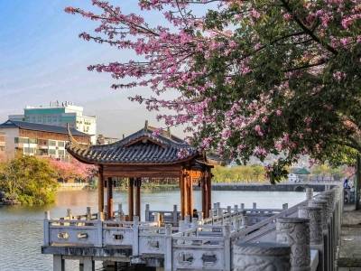 异木棉粉了！把鳄湖公园扮成了“春天”｜走读河源