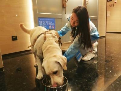 导盲犬也有VIP待遇，残特奥会珠海赛区暖心安排获赞