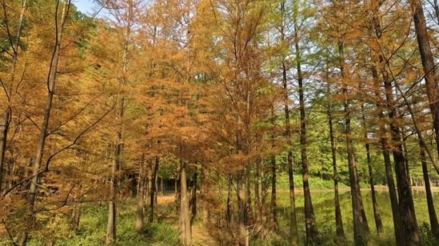 暖冬调色盘就位！番禺大夫山森林公园落羽杉正在“换装”