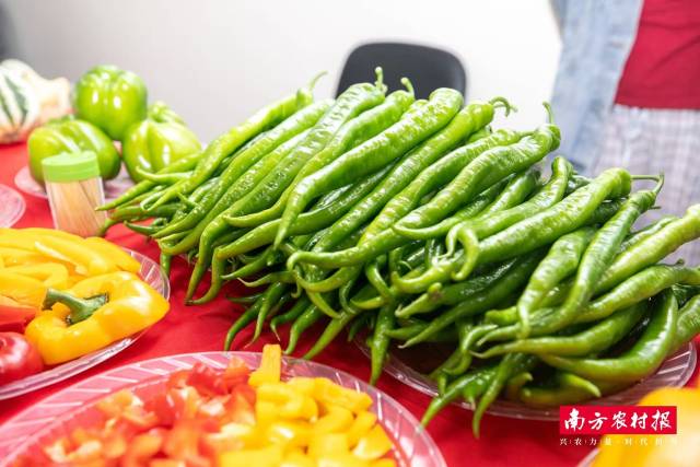 “桂字号”秋冬菜精准入湾，粤桂协作共拓蔬界新通路