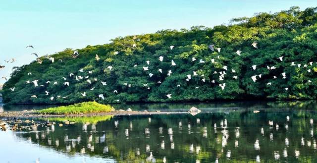 小鸟天堂。阮国志 摄 小鸟天堂。阮国志 摄