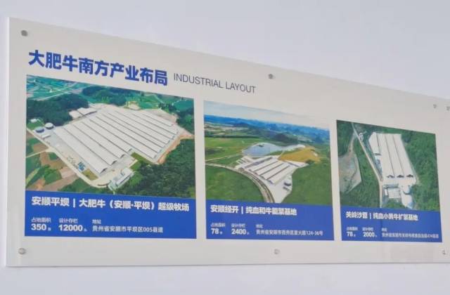 大肥牛南方产业布局 大肥牛南方产业布局