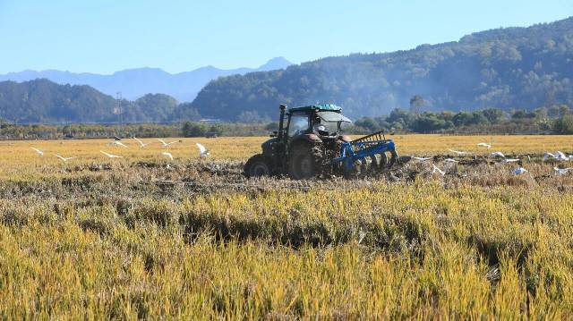 12月7日，云南省腾冲市和顺镇大庄村农民驾驶农机翻耕稻田，准备种植冬季马铃薯。