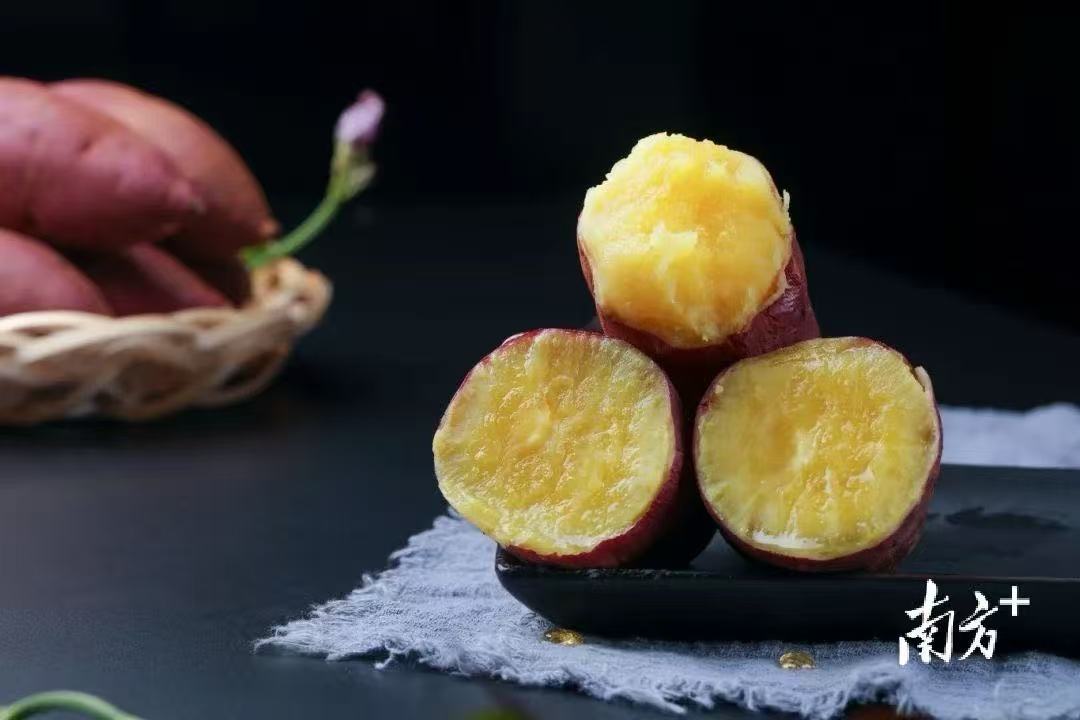 遂溪北部湾火山红薯 遂溪北部湾火山红薯