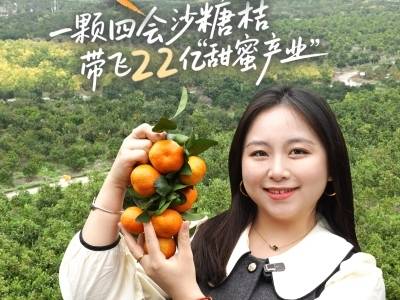 一颗四会沙糖桔带旺22亿“甜蜜产业”｜粤来粤好百千万