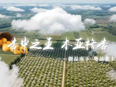 视频｜杏中之王，木亚格杏