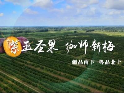 视频｜紫玉圣果，伽师新梅